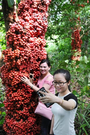 Bạn trẻ thích thú đến vườn chụp ảnh. Ảnh: Dương Thanh Xuân