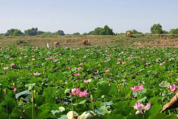 Đồng sen ở Tràm Chim. Đồng sen ở Tràm Chim.