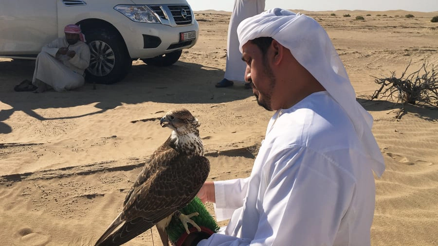 Thỏ, chim houbara bản địa... thường được nhân giống tại chỗ hoặc mua từ các nhà lai tạo khác. Việc này được quy định bởi chính phủ. Sau khi nhân giống, chúng được thả vào sa mạc, trở thành mục tiêu săn bắt của du khách khi tới đây.