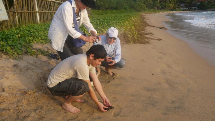 Những bé rùa được thả ra biển lúc hoàng hôn Những bé rùa được thả ra biển lúc hoàng hôn