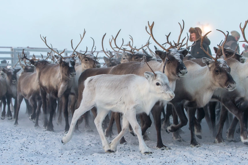 Một người đàn ông Sami chăn tuần lộc gần Kiruna, Thụy Điển.