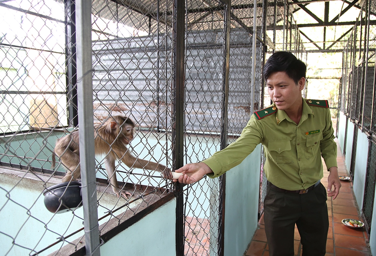 Một chú khỉ được hăm sóc tại trạm cứu hộ. Ảnh: Đình Văn.