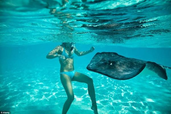 Thành phố cá đuối, Quần đảo Cayman: Thành phố Cá Đuối đã trở thành thiên đường cho các du khách muốn tiếp xúc với những chú cá đuối thân thiện và dễ mến. Thành phố cá đuối, Quần đảo Cayman: Thành phố Cá Đuối đã trở thành thiên đường cho các du khách muốn tiếp xúc với những chú cá đuối thân thiện và dễ mến.