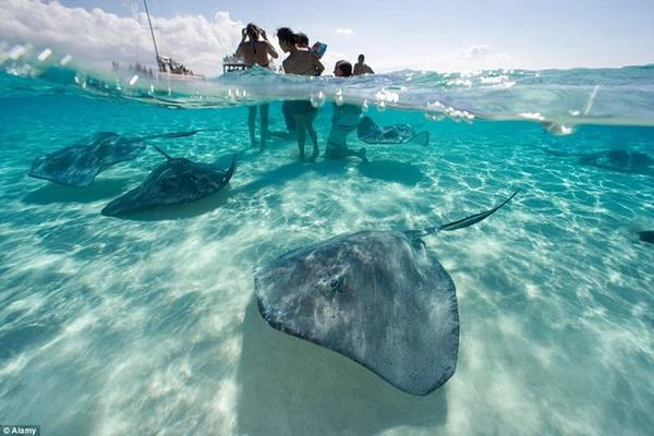 Khu vực này của quần đảo Cayman nổi tiếng với hệ động vật phong phú, các bãi biển nước nông là nơi lý tưởng để du khách chơi đùa và lặn cùng cá đuối khổng lồ. Khu vực này của quần đảo Cayman nổi tiếng với hệ động vật phong phú, các bãi biển nước nông là nơi lý tưởng để du khách chơi đùa và lặn cùng cá đuối khổng lồ.