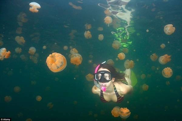 Hồ sứa, Palau: Nằm trên hòn đảo Palau thuộc Thái Bình Dương, hồ sứa là nơi duy nhất trên thế giới du khách có thể thoải mái bơi lội cùng sinh vật nổi tiếng với những cú chích đau đớn này. Hồ sứa, Palau: Nằm trên hòn đảo Palau thuộc Thái Bình Dương, hồ sứa là nơi duy nhất trên thế giới du khách có thể thoải mái bơi lội cùng sinh vật nổi tiếng với những cú chích đau đớn này.