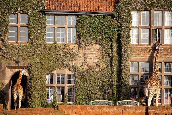 Biệt thự Giraffe Manor ở Nairobi, Kenya - Nơi bạn có thể làm bạn với một con hươu cao cổ. Biệt thự Giraffe Manor ở Nairobi, Kenya - Nơi bạn có thể làm bạn với một con hươu cao cổ.