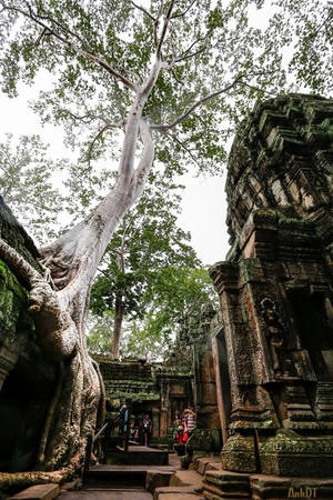 Ta Prohm được bao bọc trong rừng nhiệt đới, với các rễ cây cổ thụ bám lấy các trụ đá, mái trần hay xung quanh các vách tường. Nhưng chính nhờ điều đó đã khiến đền Ta Prohm trở nên đặc biệt hơn và huyền bí đến lạ kì. Ta Prohm được bao bọc trong rừng nhiệt đới, với các rễ cây cổ thụ bám lấy các trụ đá, mái trần hay xung quanh các vách tường. Nhưng chính nhờ điều đó đã khiến đền Ta Prohm trở nên đặc biệt hơn và huyền bí đến lạ kì.