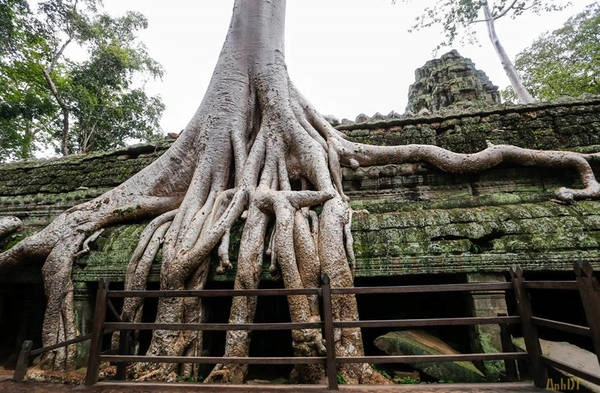 Cuối thế kỷ 20 đến đầu thế kỷ 21, trong công cuộc bảo tồn quần thể Angkor, đền Ta Prohm được tìm thấy. Năm 2013, Nghiên cứu khảo cổ Ấn Độ đã phục hồi hầu hết các bộ phận của ngôi đền, bao gồm lối đi nền gỗ, lan can... để giữ lại những tàn tích còn sót lại, ngăn không bị sụp đổ. Cuối thế kỷ 20 đến đầu thế kỷ 21, trong công cuộc bảo tồn quần thể Angkor, đền Ta Prohm được tìm thấy. Năm 2013, Nghiên cứu khảo cổ Ấn Độ đã phục hồi hầu hết các bộ phận của ngôi đền, bao gồm lối đi nền gỗ, lan can... để giữ lại những tàn tích còn sót lại, ngăn không bị sụp đổ.