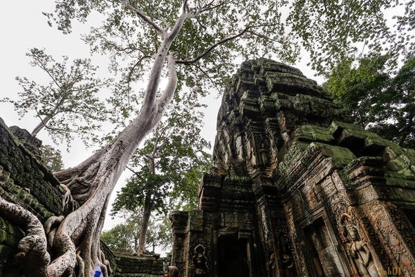 Ta Prohm như đưa con người ta như đến với một thế giới khác, nơi thiên nhiên hoàn toàn ngự trị. Nếu Angkor Wat là chứng tích cho sức mạnh và tài năng của những con người Khmer cổ phi thường, Ta Prohm lại khiến người ta liên tưởng đến sức mạnh vĩnh hằng đầy kỳ diệu của thiên nhiên. Ta Prohm như đưa con người ta như đến với một thế giới khác, nơi thiên nhiên hoàn toàn ngự trị. Nếu Angkor Wat là chứng tích cho sức mạnh và tài năng của những con người Khmer cổ phi thường, Ta Prohm lại khiến người ta liên tưởng đến sức mạnh vĩnh hằng đầy kỳ diệu của thiên nhiên.