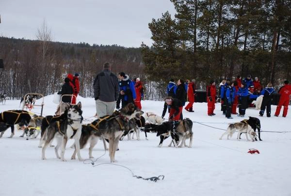 Một trong những trải nghiệm không thể bỏ qua khi đến Murmansk là thăm trại chó Husky Siberian, nơi có những con chó săn nổi tiếng vùng Bắc Cực. Du khách sẽ được thưởng thức trà và bánh đặc trưng của vùng, tiếp xúc với những con chó hoặc thử ngồi lên xe chó kéo. Ảnh: pasvikturist.