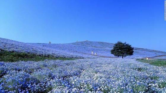 Công viên ven biển Hitachi nằm ở quận Ibaraki nổi tiếng với hơn 4 triệu bông hoa nemophila. Cuối tháng 4, đầu tháng 5, khi hoa nở rộ, những ngọn đồi trong công viên phủ một màu xanh tím ngút ngàn và đẹp mắt. Ngoài ra, diện tích 190 ha của công viên cũng liên tục thay đổi màu sắc theo mùa. diem-den-tua-thien-duong-o-nhat-ban-ivivu-3