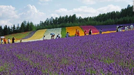 Trang trại Tomita ở Hokkaido có 3 nơi trồng hoa oải hương là khu phía Đông, cánh đồng Sakiwai và vườn hoa lavender truyền thống. Riêng cánh đồng Sakiwai có 4 loại oải hương trồng theo hàng, tạo thành một thảm hoa rực rỡ. diem-den-tua-thien-duong-o-nhat-ban-ivivu-6