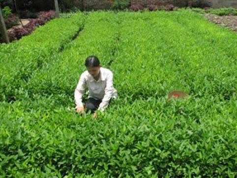 Rau muống Sen Chiểu Rau muống Sen Chiểu