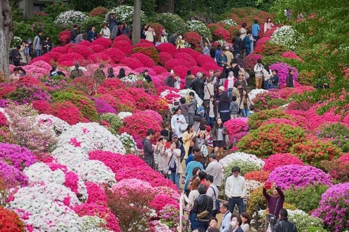 Đền Nezu là một trong những nơi tổ chức lễ hội hoa đỗ quyên lớn nhất ở Tokyo. Du khách có thể tham gia tiệc trà ngoài trời và tận hưởng không khí dịu mát, thưởng thức buổi biểu diễn âm nhạc truyền thống và nhiều sự kiện hấp dẫn khác. Lễ hội diễn ra từ 9h đến 17h30 mỗi ngày kéo dài tới ngày 6/5. Ảnh: japanistry. Đền Nezu là một trong những nơi tổ chức lễ hội hoa đỗ quyên lớn nhất ở Tokyo. Du khách có thể tham gia tiệc trà ngoài trời và tận hưởng không khí dịu mát, thưởng thức buổi biểu diễn âm nhạc truyền thống và nhiều sự kiện hấp dẫn khác. Lễ hội diễn ra từ 9h đến 17h30 mỗi ngày kéo dài tới ngày 6/5. Ảnh: japanistry.