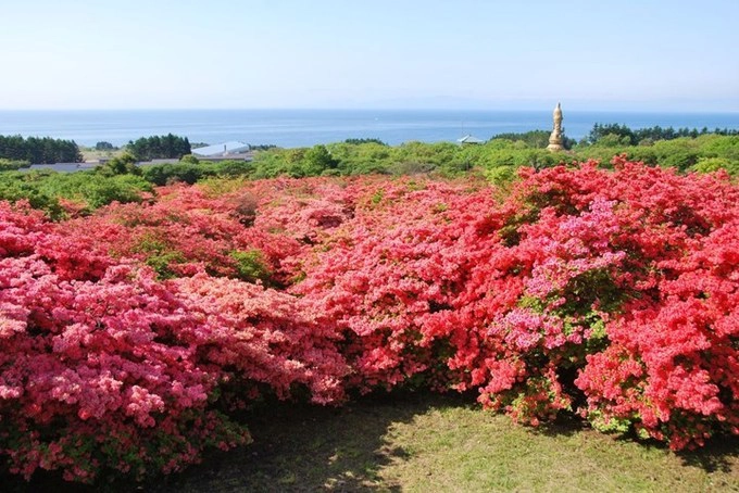 Hoa đỗ quyên ở Hokkaido, phía bắc Nhật Bản nở muộn hơn so với các vùng khác, thường vào giữa tháng 5. Lễ hội hoa đỗ quyên nổi tiếng nhất vùng này được tổ chức tại công viên hoa đỗ quyên nằm dưới chân núi lửa Esan từ giữa tháng 5 đến đầu tháng 6. Nơi đây có khoảng 600.000 cây đỗ quyên nở tạo nên tấm thảm hồng thắm dưới chân núi. Ảnh: hokkaidolikers. Hoa đỗ quyên ở Hokkaido, phía bắc Nhật Bản nở muộn hơn so với các vùng khác, thường vào giữa tháng 5. Lễ hội hoa đỗ quyên nổi tiếng nhất vùng này được tổ chức tại công viên hoa đỗ quyên nằm dưới chân núi lửa Esan từ giữa tháng 5 đến đầu tháng 6. Nơi đây có khoảng 600.000 cây đỗ quyên nở tạo nên tấm thảm hồng thắm dưới chân núi. Ảnh: hokkaidolikers.