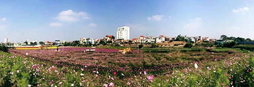 Thung lũng hoa Hồ Tây nằm trên đường Nhật Chiêu (Tây Hồ, Hà Nội) trở thành địa điểm lý tưởng vui chơi của người dân Hà thành vào dịp cuối tuần. Thung lũng hoa Hồ Tây nằm trên đường Nhật Chiêu (Tây Hồ, Hà Nội) trở thành địa điểm lý tưởng vui chơi của người dân Hà thành vào dịp cuối tuần.