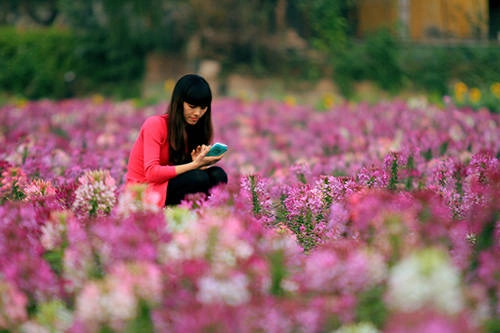 Lưu lại khoảnh khắc đẹp của hoa túy điệp. Lưu lại khoảnh khắc đẹp của hoa túy điệp.