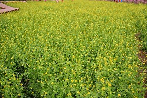 Cải vàng đua nhau khoe sắc. Cải vàng đua nhau khoe sắc.