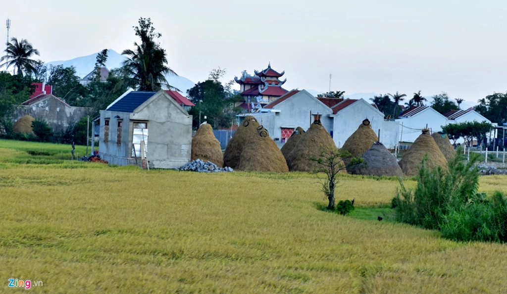Những ụ rơm như chiếc nấm khổng lồ mọc lên từ ruộng đồng. Những ụ rơm như chiếc nấm khổng lồ mọc lên từ ruộng đồng.