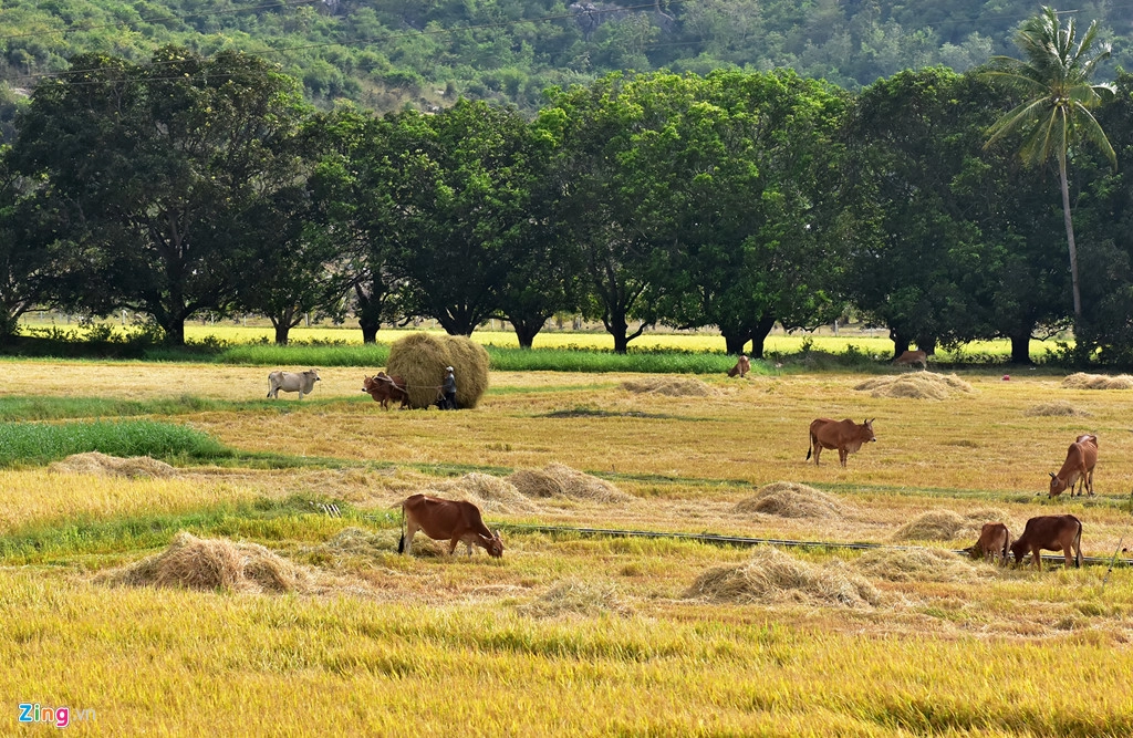 Xe cộ bò giúp nông dân Phú Yên vận chuyển rơm rạ sau thu hoạch. Xe cộ bò giúp nông dân Phú Yên vận chuyển rơm rạ sau thu hoạch.