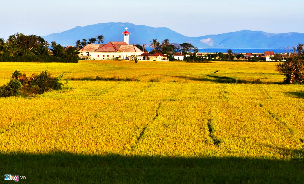 Nhà thờ cổ kính bên đồng lúa trĩu vàng ở vùng ven biển Khánh Hòa. Nhà thờ cổ kính bên đồng lúa trĩu vàng ở vùng ven biển Khánh Hòa.