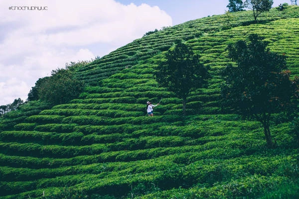 Đồi chè Cầu Đất là tên gọi khác của doanh nghiệp chè Cầu Đất Farm, nằm ở thôn Trường Thọ, xã Xuân Trường, cách trung tâm thành phố Đà Lạt tầm 20 km. Đồi chè Cầu Đất là tên gọi khác của doanh nghiệp chè Cầu Đất Farm, nằm ở thôn Trường Thọ, xã Xuân Trường, cách trung tâm thành phố Đà Lạt tầm 20 km.