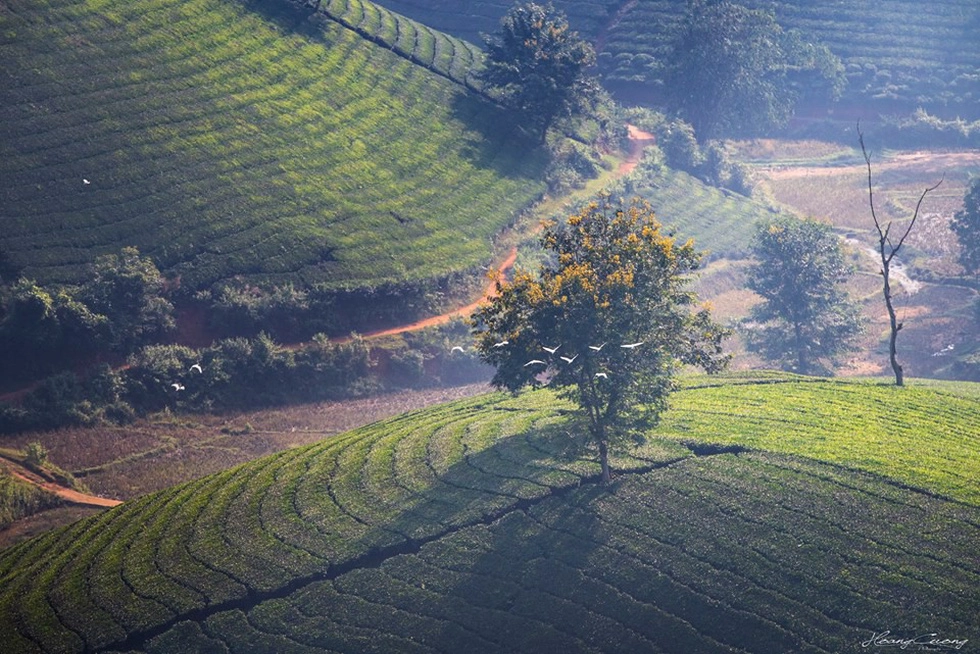 Đàn cò trắng xuất hiện giữa khung cảnh yên bình - Ảnh: PHẠM HOÀNG CƯƠNG