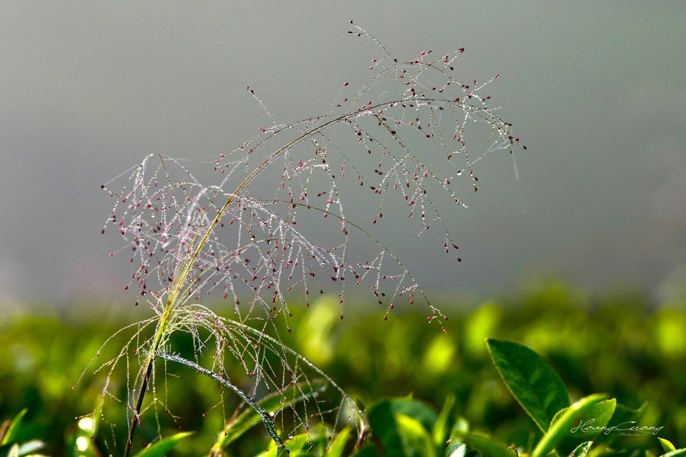 Cỏ dại ở đồi chè - Ảnh: PHẠM HOÀNG CƯƠNG