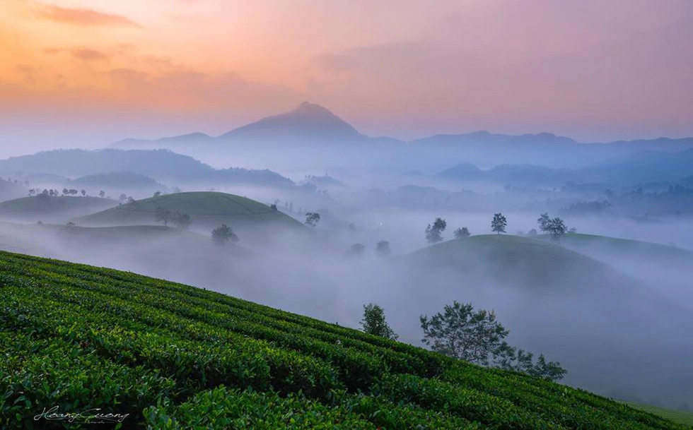 Đồi chè nhấp nhô trong sương sớm - Ảnh: PHẠM HOÀNG CƯƠNG