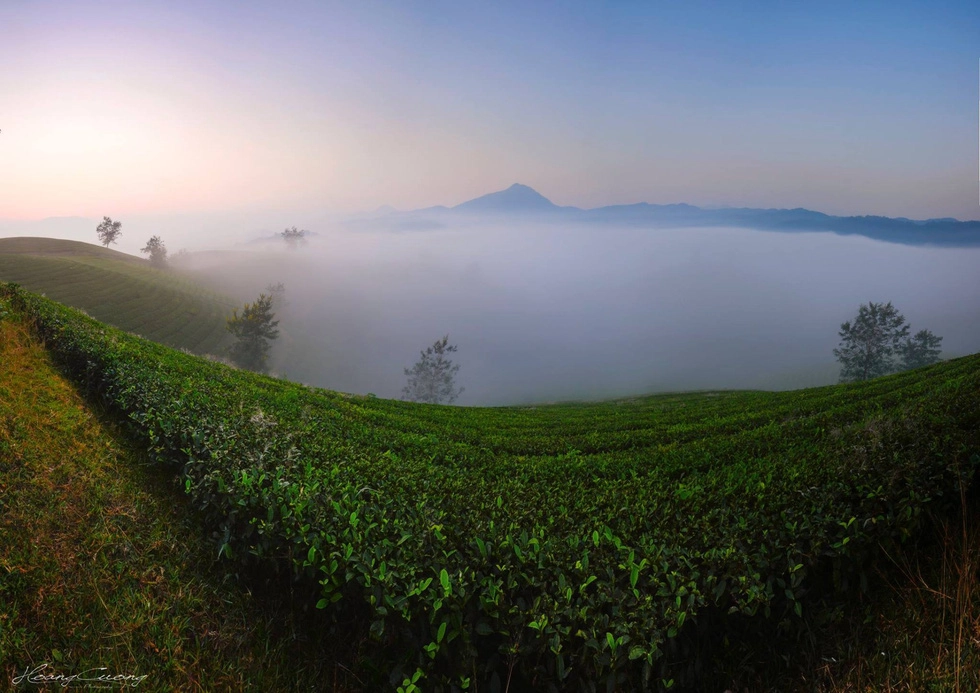 Một góc đồi chè trong sương mây - Ảnh: PHẠM HOÀNG CƯƠNG
