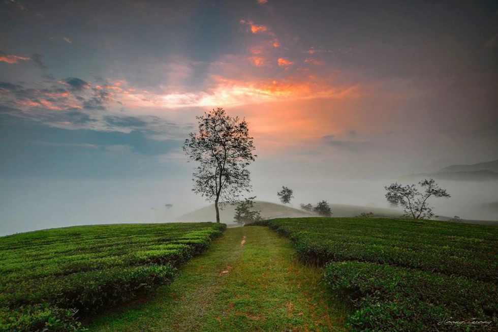 Thơ mộng vùng đồi chè - Ảnh: PHẠM HOÀNG CƯƠNG