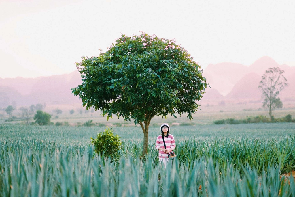 Từ Hà Nội, bạn dễ dàng di chuyển đến địa điểm này bằng xe máy trong hơn 2 tiếng. Đến trung tâm thành phố Tam Điệp, bạn đi hướng đông lên đường Quang Trung, theo quốc lộ 1A để tìm về phía Quang Sơn. Đi hết đường Hồ Xuân Hương - Đặng Tiến Đông, bạn rẽ trái là đến Đồng Giao và hỏi thăm người dân địa phương sẽ tìm được nông trại dứa.