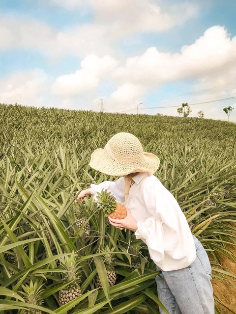 Bạn có thể mượn những quả dứa chín làm công cụ "sống ảo" xinh xắn. Không chỉ lưu lại những tấm hình độc, lạ, bạn còn được tận mắt chứng kiến quá trình chăm sóc, thu hoạch dứa của người dân nơi đây và thưởng thức tại chỗ những quả dứa thơm lừng, tươi mát.