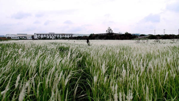 Đồng cỏ lau Đức Hòa, Long An chỉ cách Sài Gòn 20km - Ảnh: XUÂN LỘC