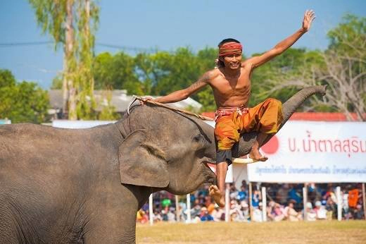Lễ hội là một cuộc diễu hành voi với hơn 300 con. Du khách rất thích người dân tái hiện lại cuộc sống của các chú voi hay một trận bóng đá với voi hoặc trò chơi kéo co của các chú voi. Ngoài ra còn có một bữa tiệc lớn cho voi, nơi một bàn gỗ dài được bày ra đầy đủ các loại thực phẩm mà con voi yêu thích. Lễ hội là một cuộc diễu hành voi với hơn 300 con. Du khách rất thích người dân tái hiện lại cuộc sống của các chú voi hay một trận bóng đá với voi hoặc trò chơi kéo co của các chú voi. Ngoài ra còn có một bữa tiệc lớn cho voi, nơi một bàn gỗ dài được bày ra đầy đủ các loại thực phẩm mà con voi yêu thích.