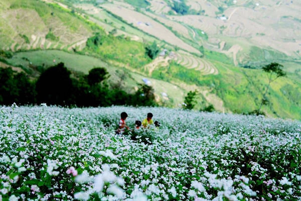 Đồi hoa tam giác mạch được người dân địa phương trồng thử nghiệm vào năm nay. Vườn hoa này nằm tại vị trí rất đẹp trên đèo Khau Phạ (gần địa điểm nhảy dù). Tại đây bạn vừa có thể thoả sức ngắm hoa, vừa có thể ngắm đèo, ngắm ruộng bậc thang, những bản làng của người Thái, người Mông và hoà mình vào tiết trời se lạnh, mờ ảo trên một trong những con đèo đẹp nhất miền Bắc.