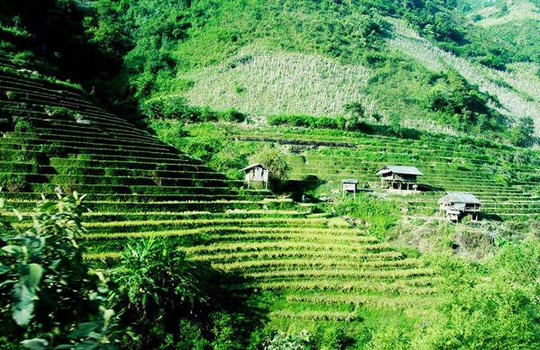 Ngoài ra, đã hết mùa lúa chín, nhưng những thửa ruộng bậc thang nơi đây vẫn còn có sức quyến rũ đối với du khách. Trên nhiều đoạn đường bạn có thể ngắm nhìn đồi núi hiện lên màu vàng từ gốc lúa còn chưa cắt bỏ với những căn nhà nhỏ của người dân tộc H-Mông, Tày. Bạn cũng không nên bỏ qua những đặc sản của địa phương như bánh tam giác mạch, thịt lợn kẹp cây rừng nướng, trứng kiến, táo mèo...