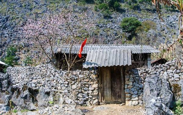 Những ngôi nhà nhỏ, đơn sơ cũng trở nên nổi bật hơn với cây đào nở đầy hoa cạnh hiên nhà và hàng rào đá. Đây là hình ảnh đặc trưng  Đón xuân trên cao nguyên đá Đồng Văn