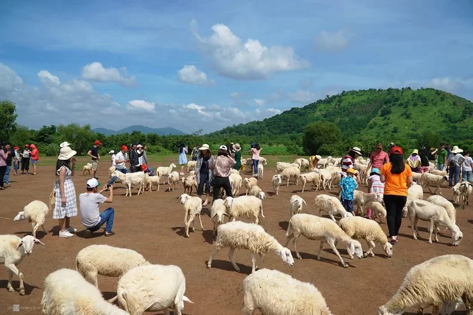 Đồng cừu ở xã Suối Nghệ thuộc huyện Châu Đức, tỉnh Bà Rịa - Vũng Tàu. 6h sáng, đồng cừu bắt đầu mở cửa, đến khoảng 10h chật kín du khách. Xe du lịch đậu kín lối vào. Cừu được người dân tập trung ở một bãi đất trống. Hiện có 2 chỗ cho du khách tham quan và thu phí 20.000 đồng tại khu vực này. Cách đây hơn 4 năm, nơi này được người địa phương sử dụng để thả cừu ăn cỏ. Khi du khách khắp nơi đến tham quan và chụp ảnh đông dần, người dân mở thêm dịch vụ để phục vụ. Đồng cừu ở xã Suối Nghệ thuộc huyện Châu Đức, tỉnh Bà Rịa - Vũng Tàu. 6h sáng, đồng cừu bắt đầu mở cửa, đến khoảng 10h chật kín du khách. Xe du lịch đậu kín lối vào. Cừu được người dân tập trung ở một bãi đất trống. Hiện có 2 chỗ cho du khách tham quan và thu phí 20.000 đồng tại khu vực này. Cách đây hơn 4 năm, nơi này được người địa phương sử dụng để thả cừu ăn cỏ. Khi du khách khắp nơi đến tham quan và chụp ảnh đông dần, người dân mở thêm dịch vụ để phục vụ.