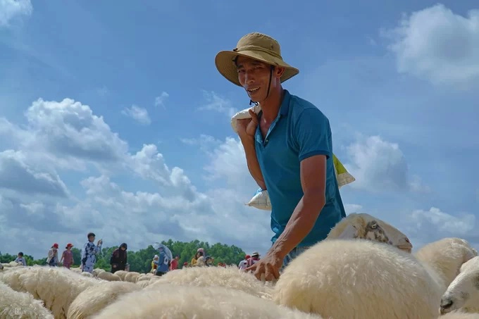 Dưới ánh nắng gắt của miền biển, anh Thành dùng tay đánh vào mông những con cừu, miệng hô to "hơ, hơ, hơ", để chúng không đi ra xa bầy. Đàn cừu anh đang chăm là một trong hai điểm thu hút đông khách nhất. Anh cho hay, cả đàn có khoảng 230 con. "Chúng tôi thả cừu vào 6h sáng mỗi ngày và đưa chúng về chuồng lúc 18h. Nhưng nếu còn khách và trời còn sáng, chúng tôi vẫn phục vụ", anh nói. Dưới ánh nắng gắt của miền biển, anh Thành dùng tay đánh vào mông những con cừu, miệng hô to "hơ, hơ, hơ", để chúng không đi ra xa bầy. Đàn cừu anh đang chăm là một trong hai điểm thu hút đông khách nhất. Anh cho hay, cả đàn có khoảng 230 con. "Chúng tôi thả cừu vào 6h sáng mỗi ngày và đưa chúng về chuồng lúc 18h. Nhưng nếu còn khách và trời còn sáng, chúng tôi vẫn phục vụ", anh nói.