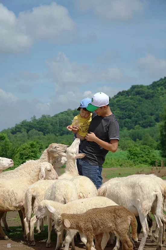 Du khách cũng có thể mua thức ăn để vừa trải nghiệm cho cừu ăn, vừa thu hút được sự chú ý của chúng. Giá mỗi suất ăn cho cừu là 10.000 đồng. Du khách cũng có thể mua thức ăn để vừa trải nghiệm cho cừu ăn, vừa thu hút được sự chú ý của chúng. Giá mỗi suất ăn cho cừu là 10.000 đồng.