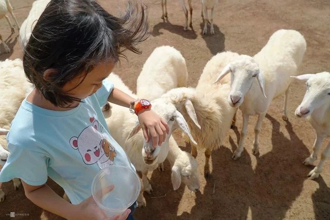 Cừu tại đây khá dạn người nên bạn dễ dàng chạm vào chúng. Loài vật này khá được lòng các em nhỏ. Cừu tại đây khá dạn người nên bạn dễ dàng chạm vào chúng. Loài vật này khá được lòng các em nhỏ.