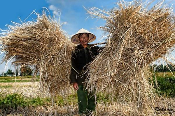 Gánh rơm về làng