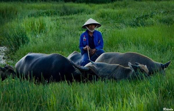 Người chăn trâu trên cánh đồng ngập nước