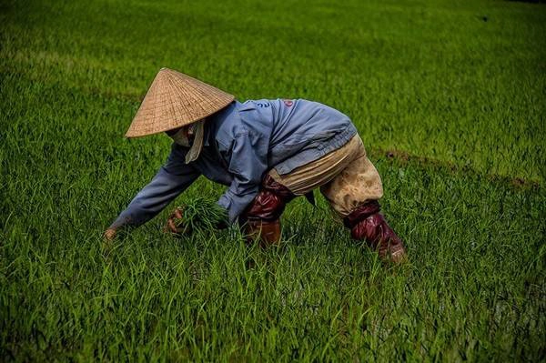 Dấm thêm mạ cho ruộng