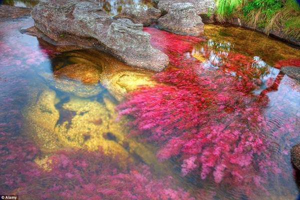 Trước năm 2009, du khách được khuyên nên hạn chế tới Caño Cristales do vấn đề an toàn và môi trường. Trước năm 2009, du khách được khuyên nên hạn chế tới Caño Cristales do vấn đề an toàn và môi trường.