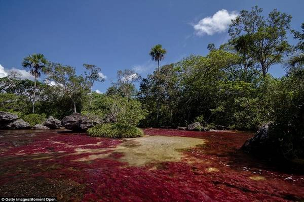 Caño Cristales dài gần 100 km với màu sắc vô cùng rực rỡ. Caño Cristales dài gần 100 km với màu sắc vô cùng rực rỡ.