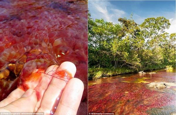 Macarenia Clavigera là một loại thủy sinh có màu đỏ. Macarenia Clavigera là một loại thủy sinh có màu đỏ.