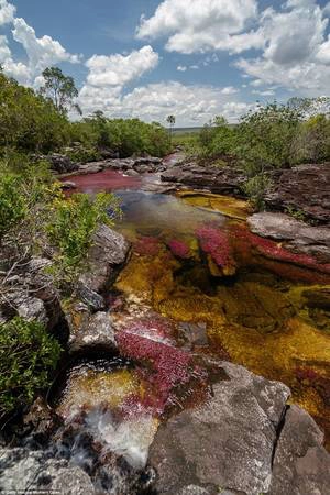 Làn nước trong vắt cho du khách cơ hội quan sát điều tạo nên màu sắc cho sông Caño Cristales. Làn nước trong vắt cho du khách cơ hội quan sát điều tạo nên màu sắc cho sông Caño Cristales.