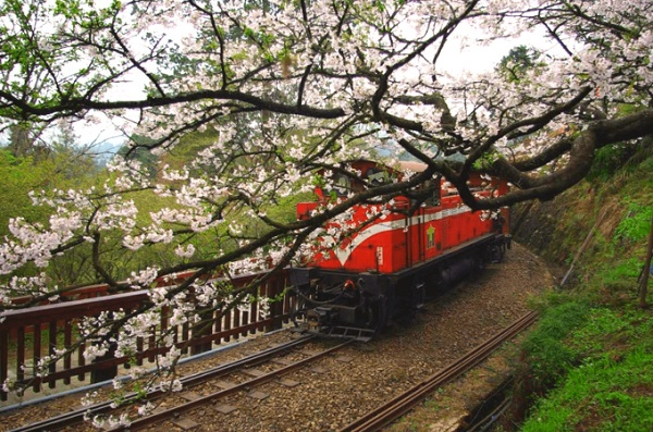 Alisan (giữa tháng 3 - giữa tháng 4) Không giống núi Dương Minh, các cây hoa đào ở Alisan mọc dọc đường, hoa nở xen kẽ với màu xanh các loại cây khác trong rừng, tạo cảm giác tươi mát, thoải mái, dễ chịu. Di chuyển: Bắt chuyến tàu cao tốc HSR ở ga Đài Bắc đến ga Chiayi hoặc ga Đài Trung. Từ ga Chiayi, bạn tiếp tục ngồi chuyến tàu lửa xuyên rừng đến Fenqihu rồi đi xe buýt lên Alisan. Alisan (giữa tháng 3 - giữa tháng 4) Không giống núi Dương Minh, các cây hoa đào ở Alisan mọc dọc đường, hoa nở xen kẽ với màu xanh các loại cây khác trong rừng, tạo cảm giác tươi mát, thoải mái, dễ chịu. Di chuyển: Bắt chuyến tàu cao tốc HSR ở ga Đài Bắc đến ga Chiayi hoặc ga Đài Trung. Từ ga Chiayi, bạn tiếp tục ngồi chuyến tàu lửa xuyên rừng đến Fenqihu rồi đi xe buýt lên Alisan.